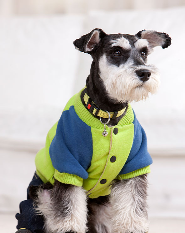 Vêtements pour animaux de compagnie