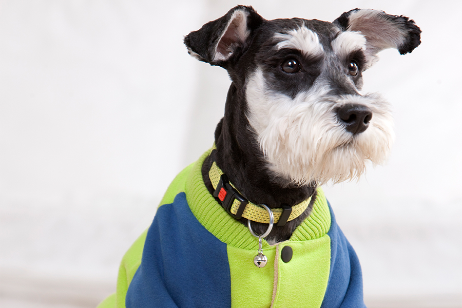 Vêtements pour animaux de compagnie